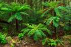 Fern forest at Milford Sound, Fiordland National Park, South Island, New Zealand Art Print